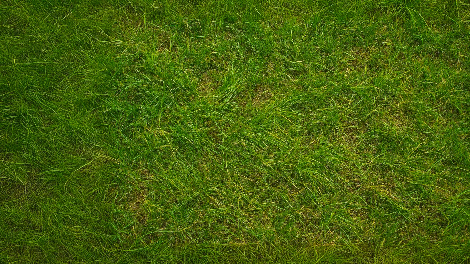herbe